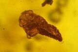 Fossil Cicada Larva and Multiple Flower Stamen in Baltic Amber #159827-6